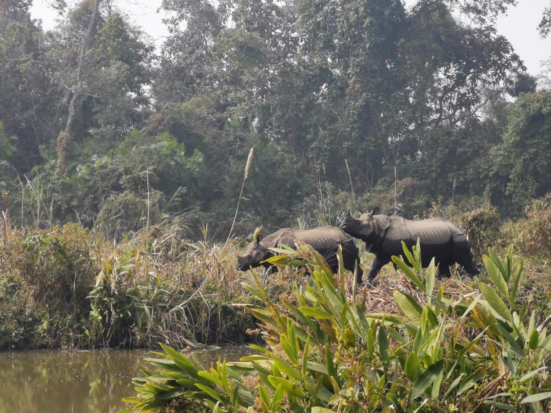Bamby Chilling House - Feel The Nature Sauraha Εξωτερικό φωτογραφία
